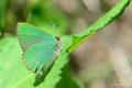 Callophrys chalybeitincta (Kafkasyazümrütü)